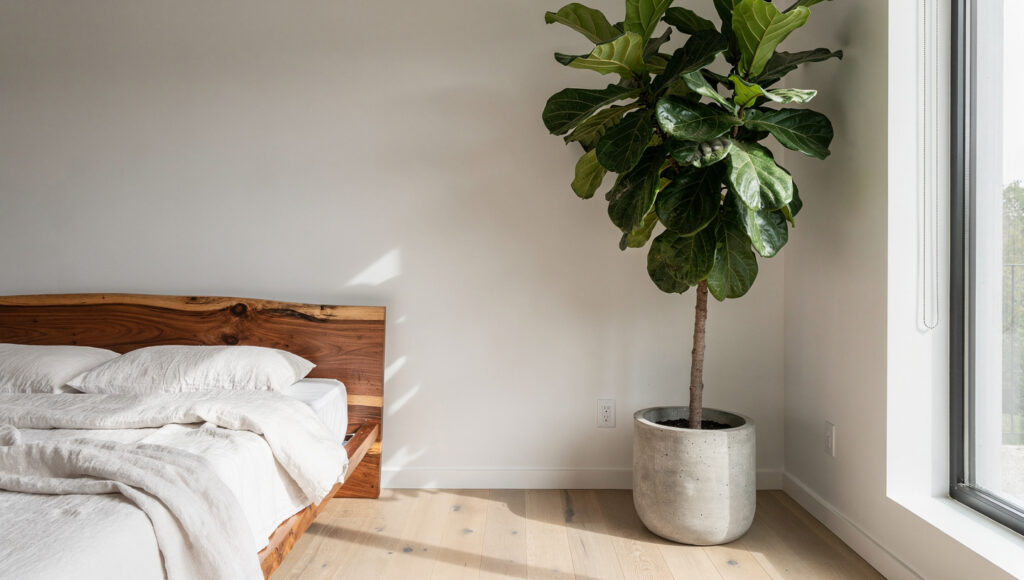 A biophilic bedroom corner showing one large architectural fiddle leaf fig in a raw concrete cylinder planter as the room's sole significant plant, positioned clear of the window and walking path, with a live-edge wood bed frame and warm white linen bedding visible and no other plants in the room